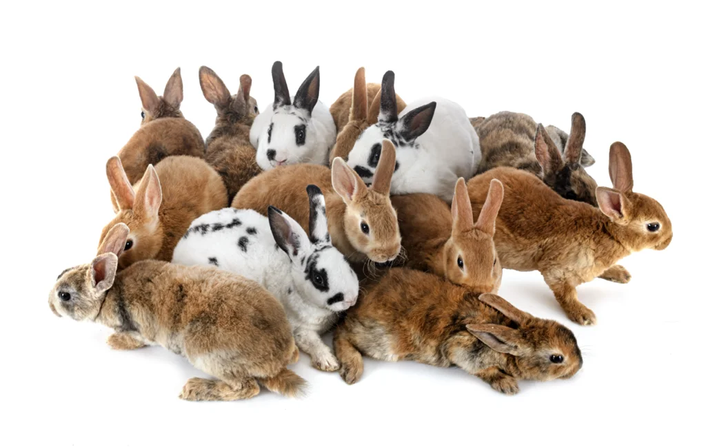 Lapins