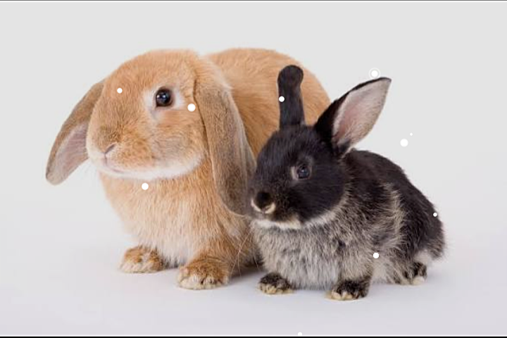 Lapins